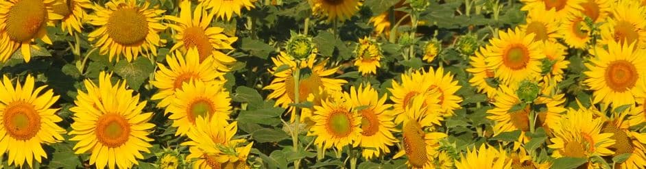 header_image